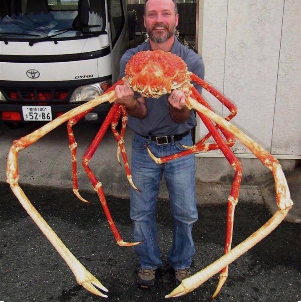 The World's Largest Arthropod by Leg Span