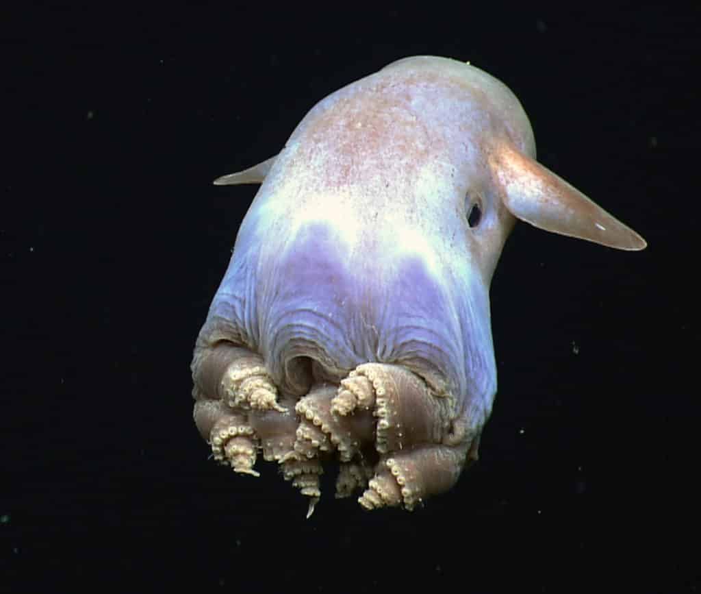 Mariana Trench Creatures: Survivors of Depth