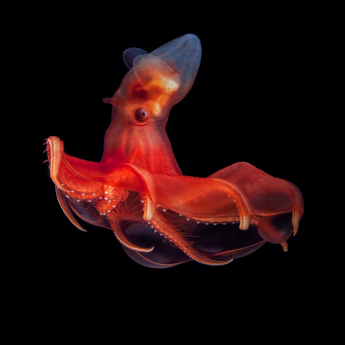 Vampire Squid Deep-Sea Adaptations