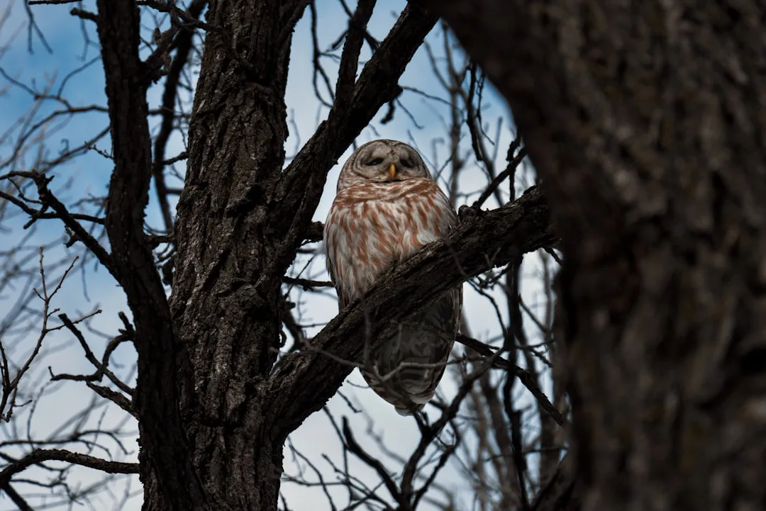 Owls: The Masters of Nighttime Stealth