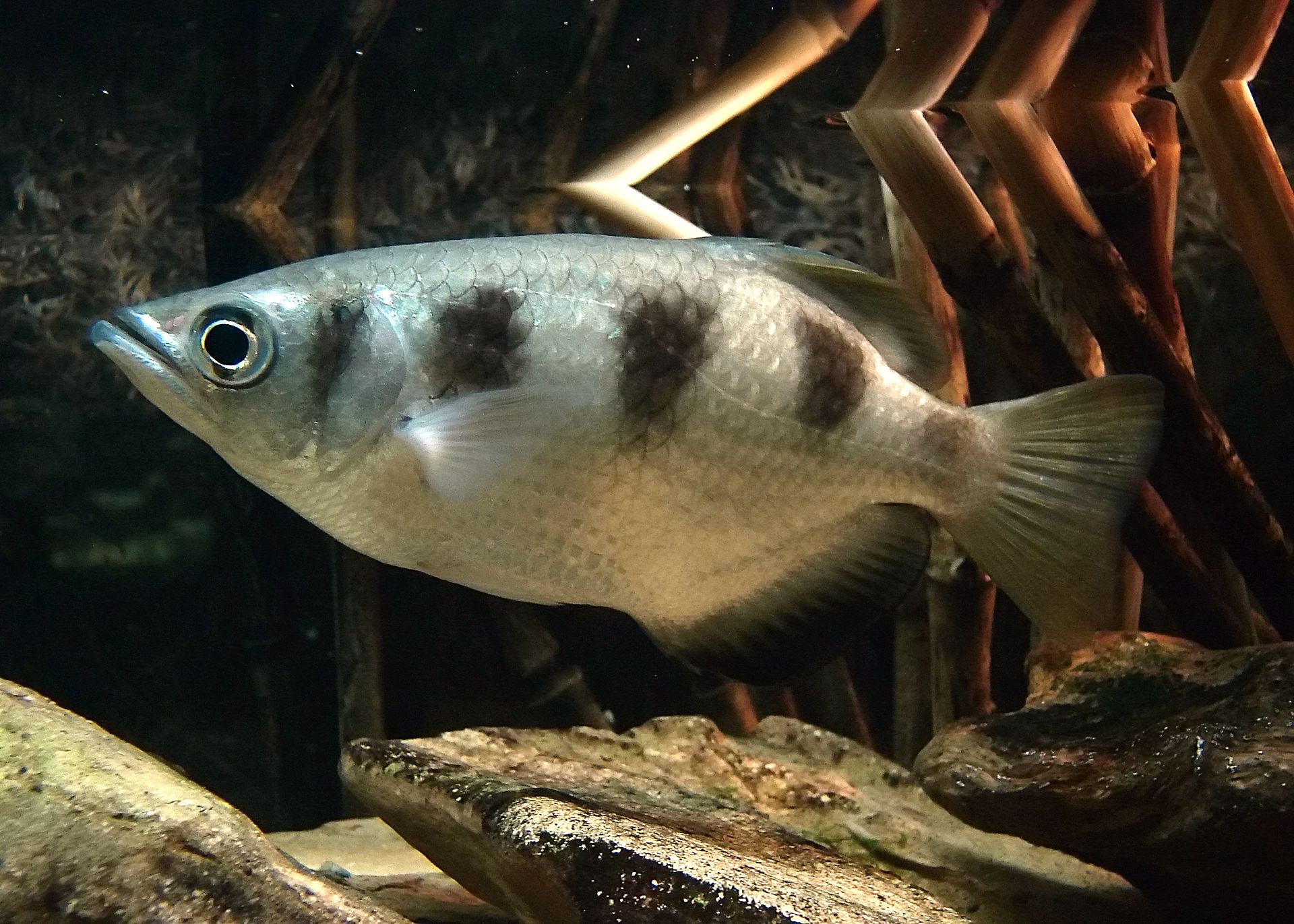 Archerfish: The Fish That Shoots Water to Knock Down Insects