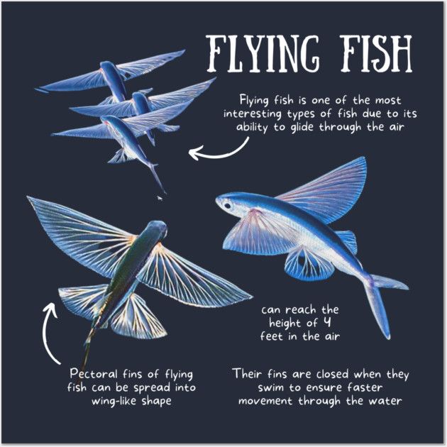 Flying Fish: The Fish That Glide 200 Meters Through the Air