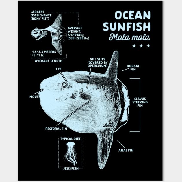 Ocean Sunfish (Mola): The Heaviest Bony Fish on Earth