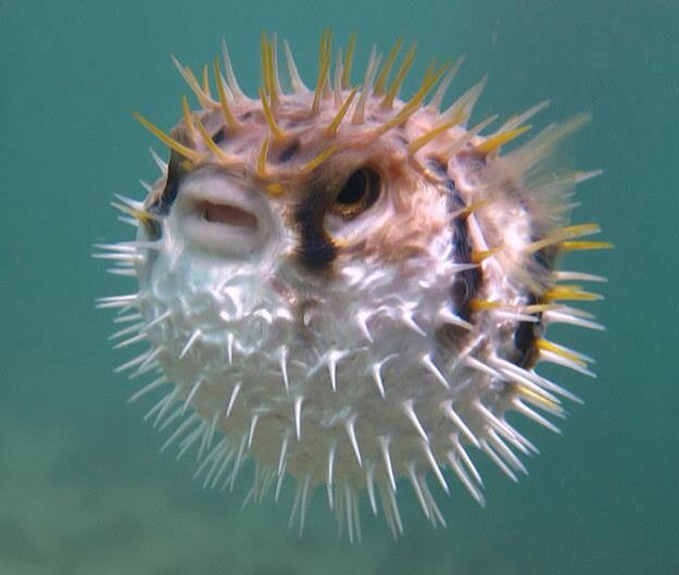 Pufferfish: The Deadly Delicacy That Can Kill You