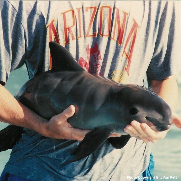 Extraordinary Fish Species of the Ocean