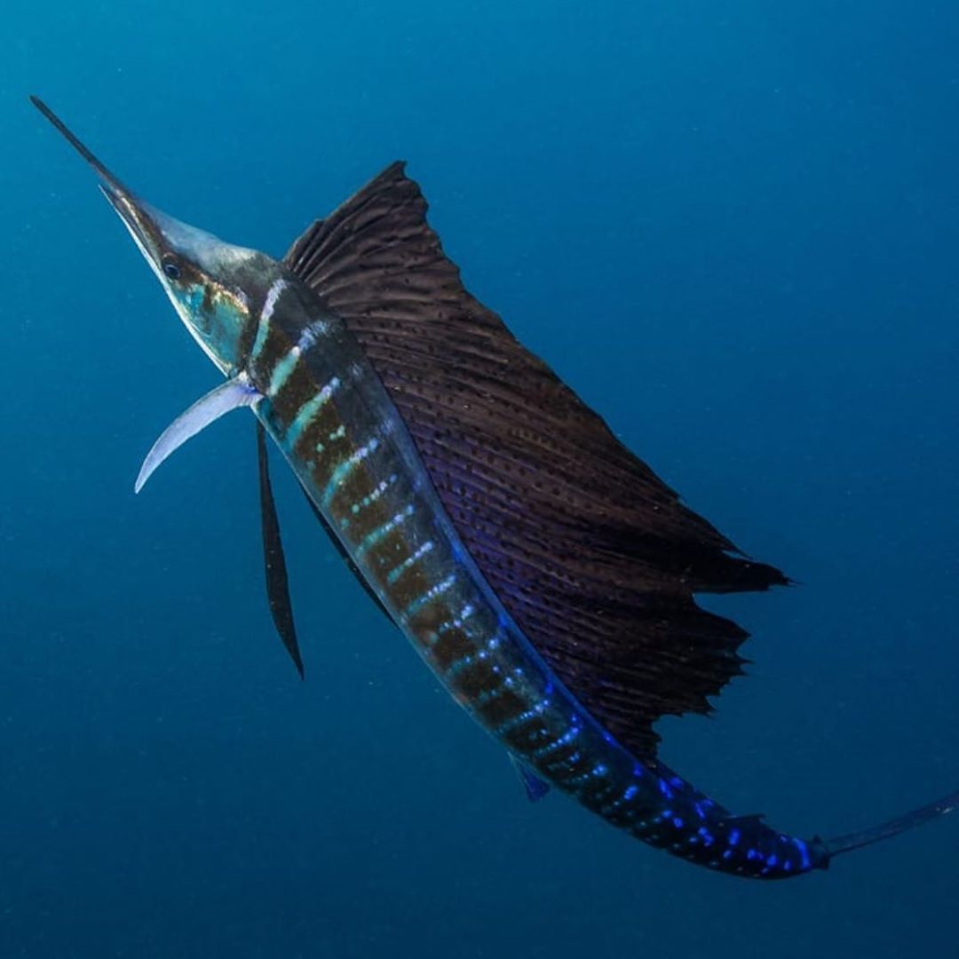 Sailfish: The Fastest Fish in the Ocean at 110 km/h