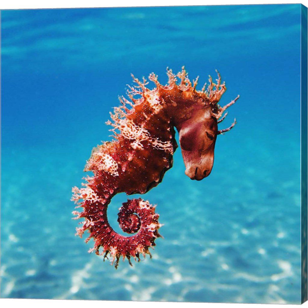Seahorses: The Fish Where Males Give Birth