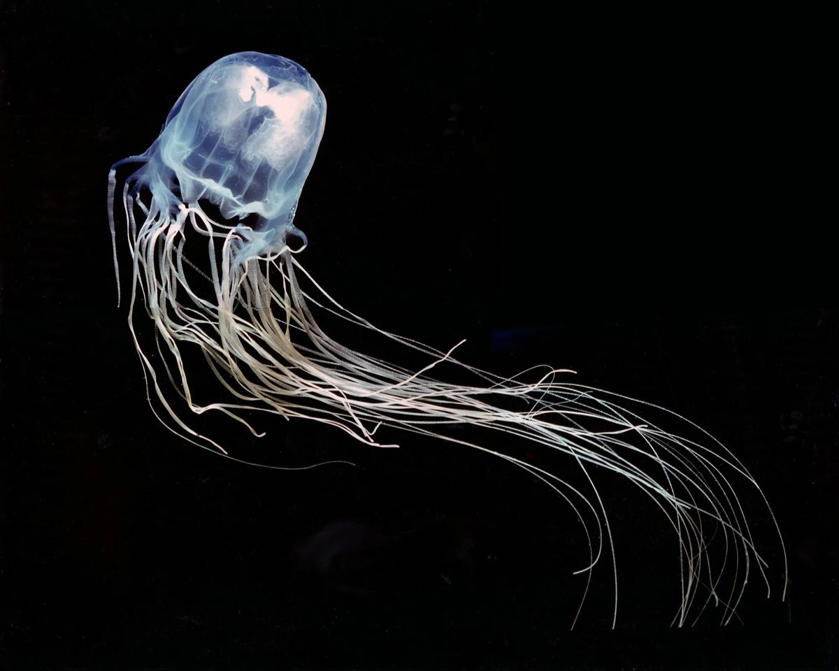 The Most Venomous Sea Creature
