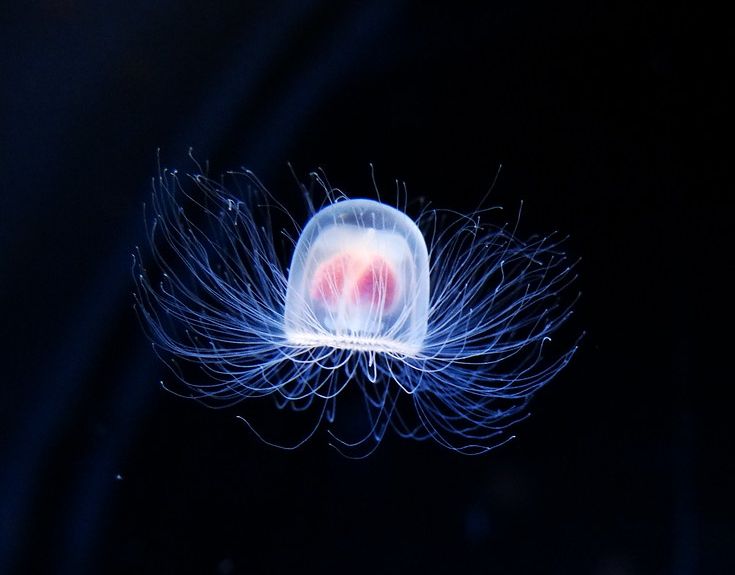 Immortal Jellyfish: How Turritopsis Dohrnii Cheats Death