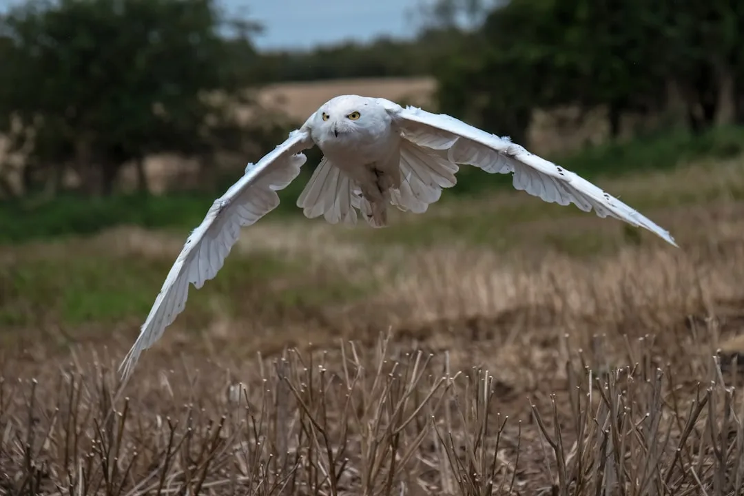 How Snowy Owls Survive the Arctic