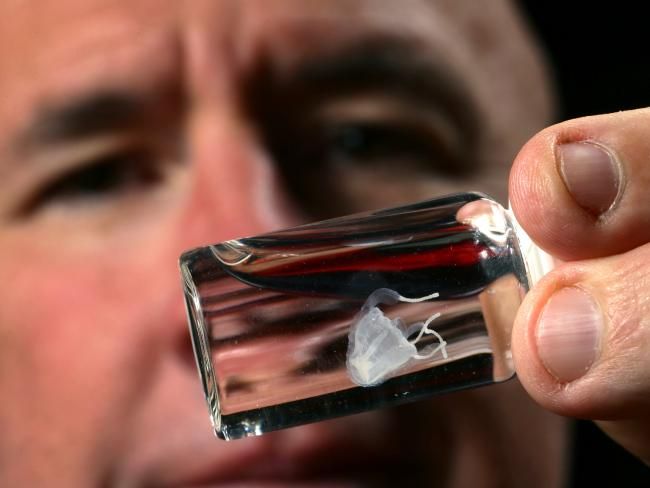 Irukandji Jellyfish: The Thumbnail-Sized Killer