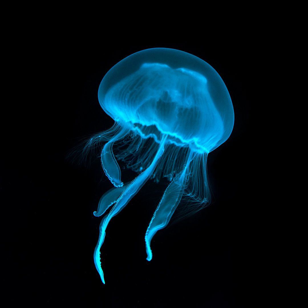 Jellyfish: The Ocean's Brainless Rulers