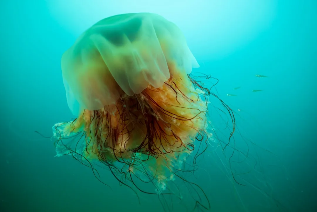 Lion's Mane Jellyfish: The Longest Animal on Earth