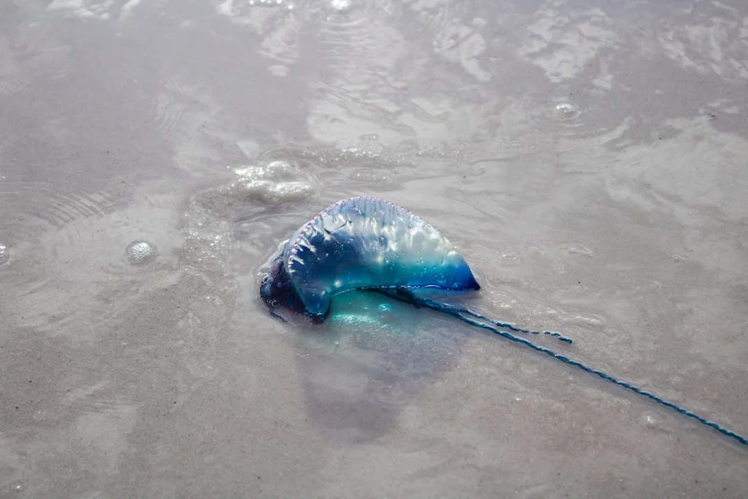 Portuguese Man o' War: Not a Jellyfish