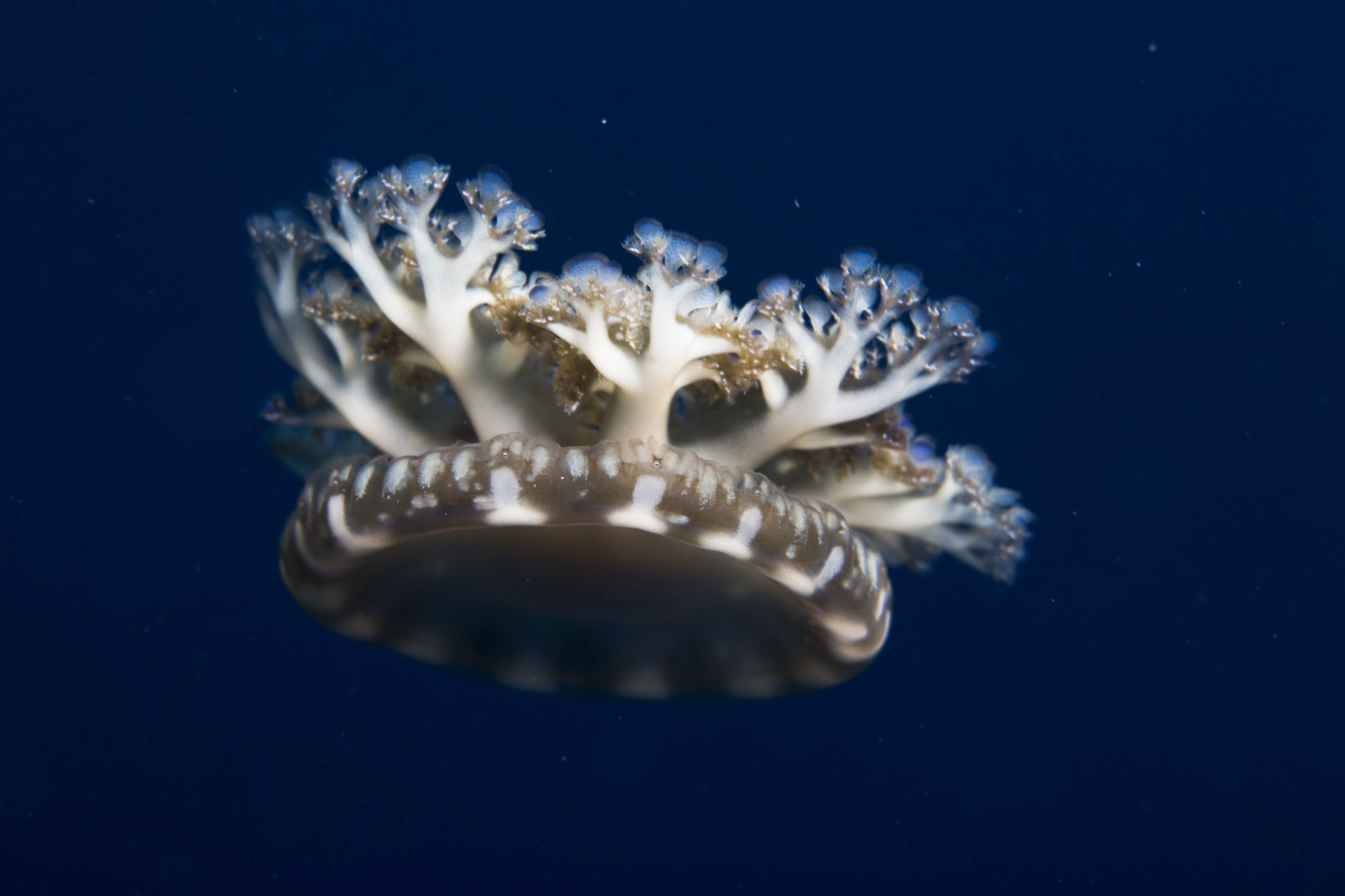 Upside-Down Jellyfish: The Jellyfish That Farms Its Own Food
