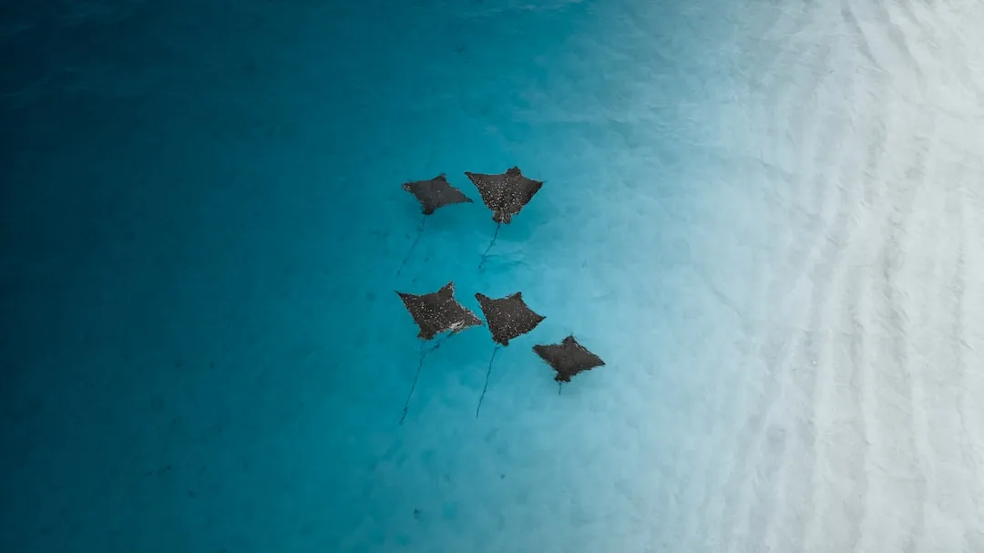 Manta Rays: Giants of the Ocean
