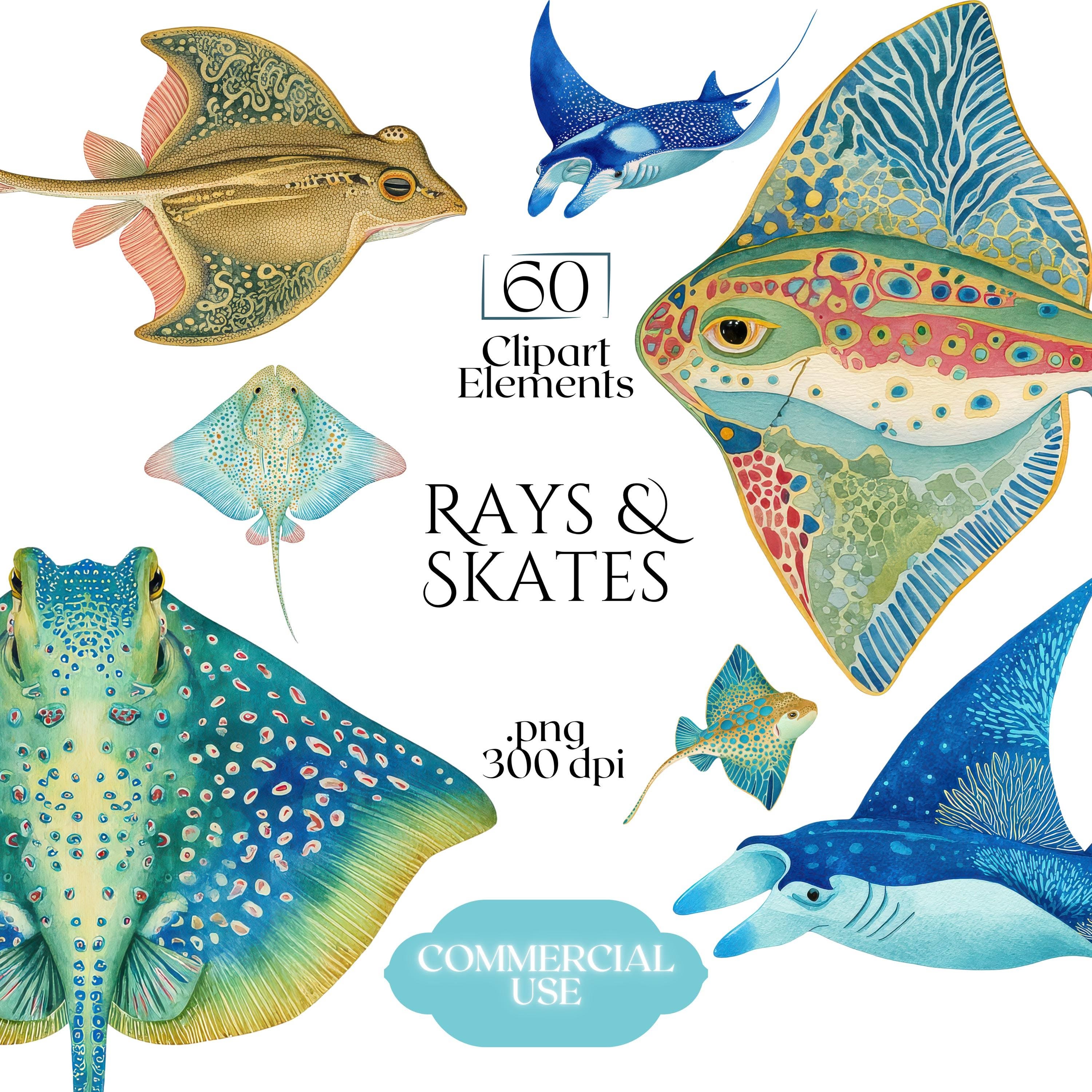 Rays and Skates: The Ocean's Graceful Gliders