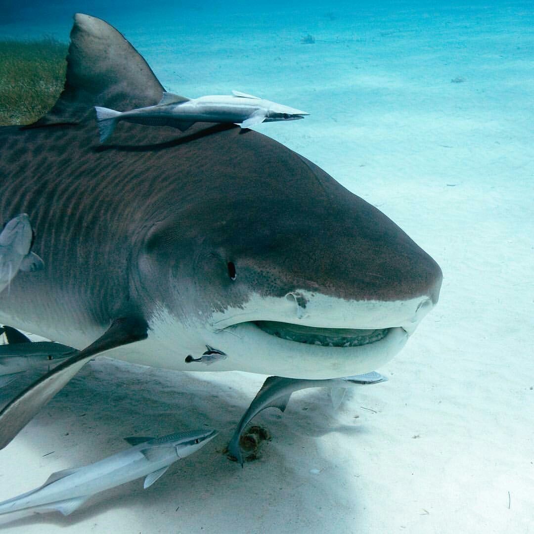 The Shark That Swims Up Rivers