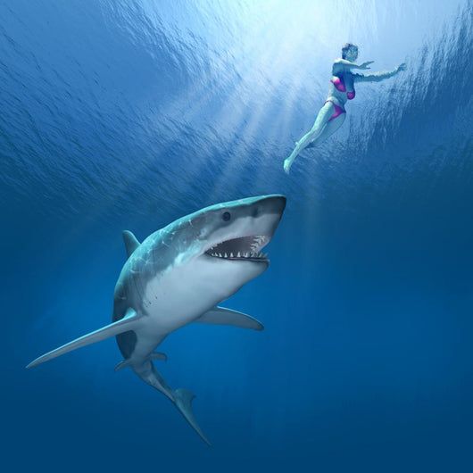 Do Sharks Attack Humans? The Truth Revealed