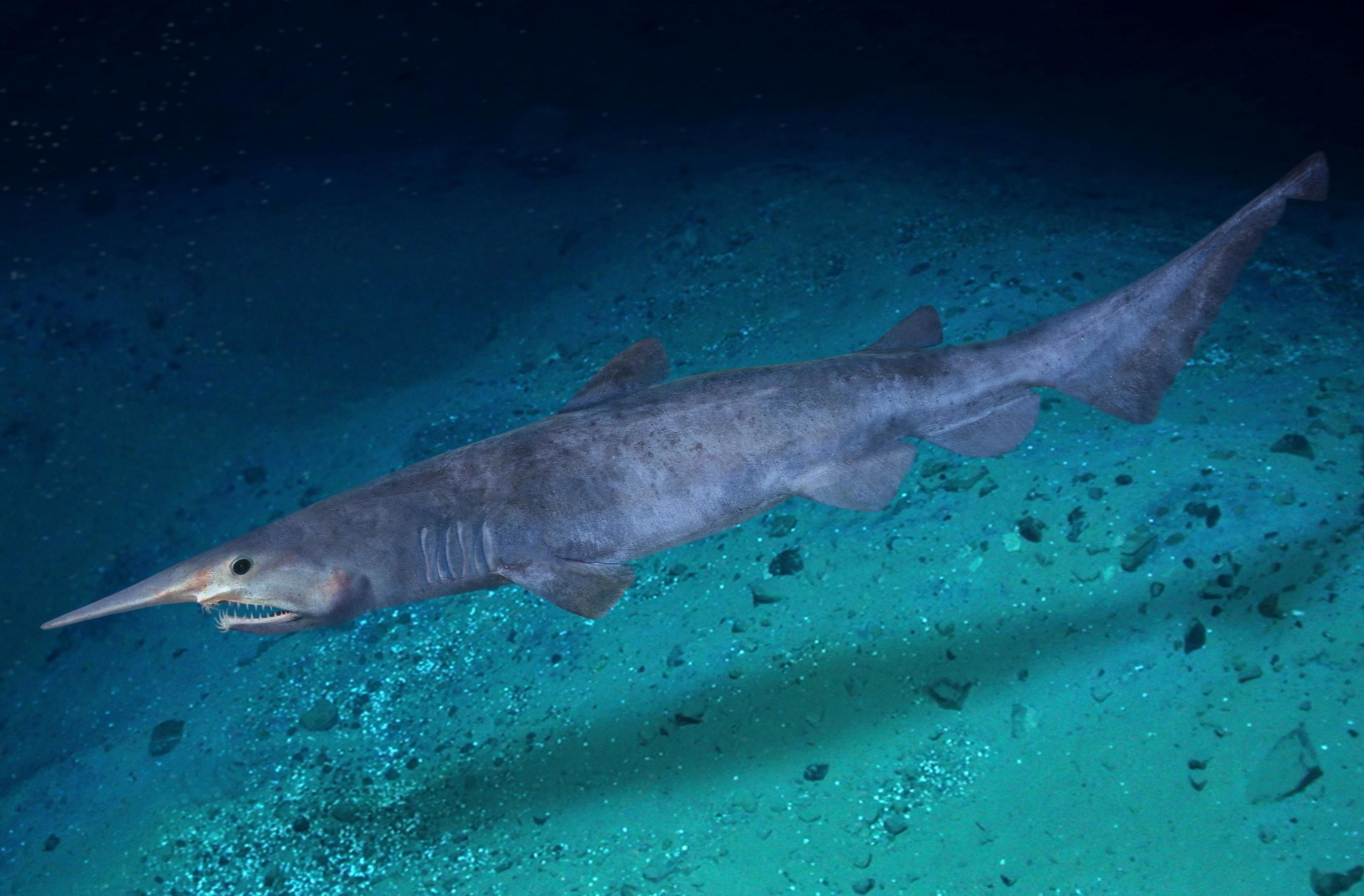 Goblin Shark: The Deep Sea Living Fossil With an Alien Jaw