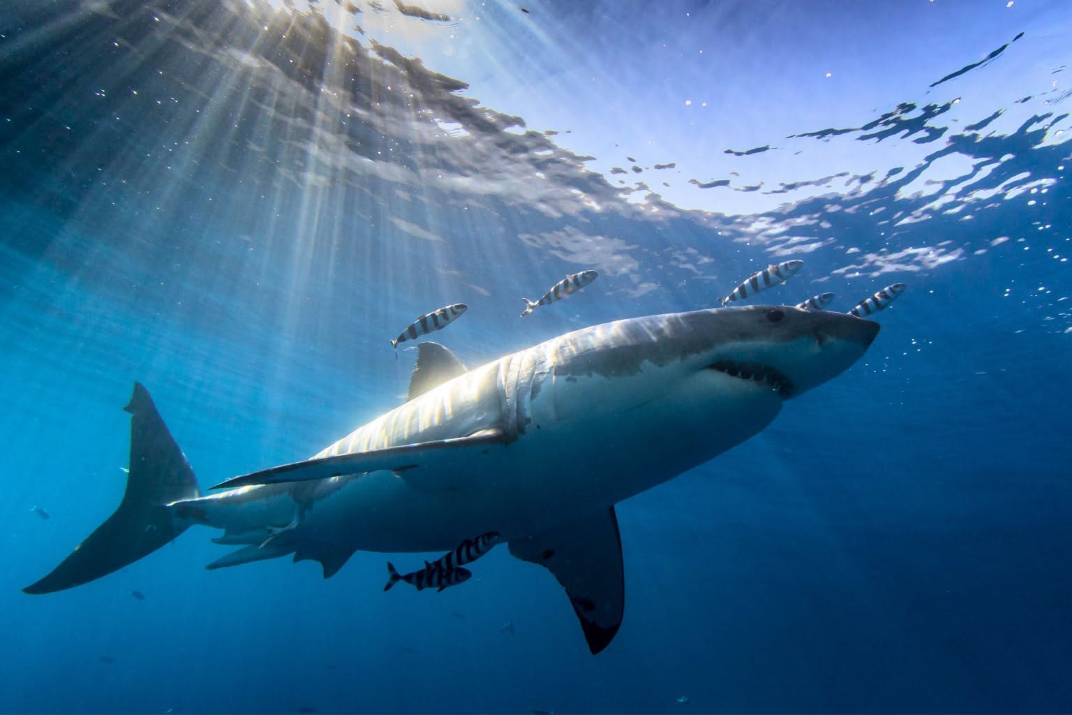 How Great White Sharks Hunt
