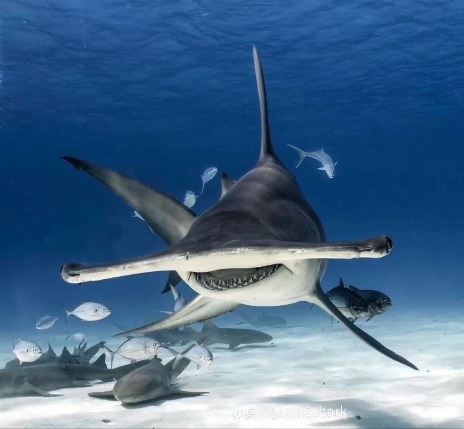 Purpose of Hammerhead Shark Heads