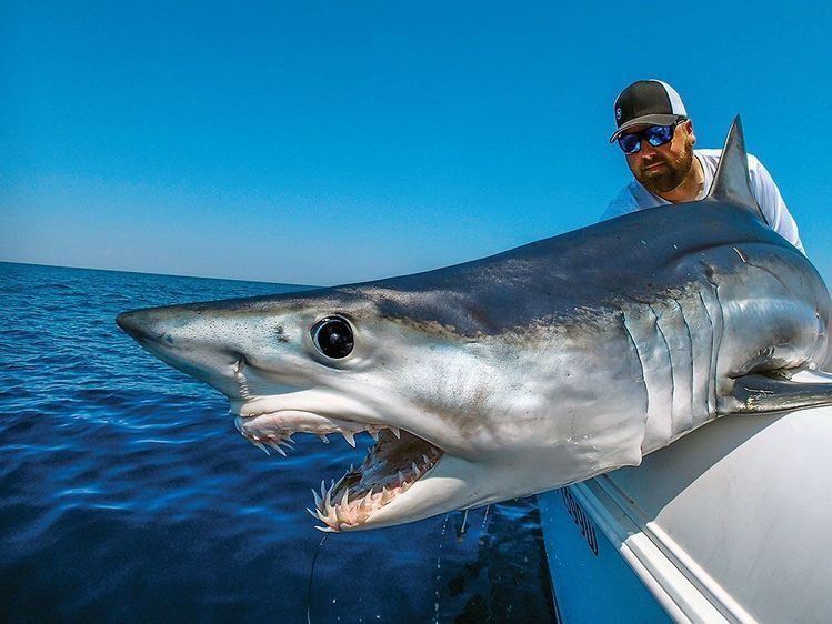 Mako Shark: The Fastest Shark on Earth at 74 km/h
