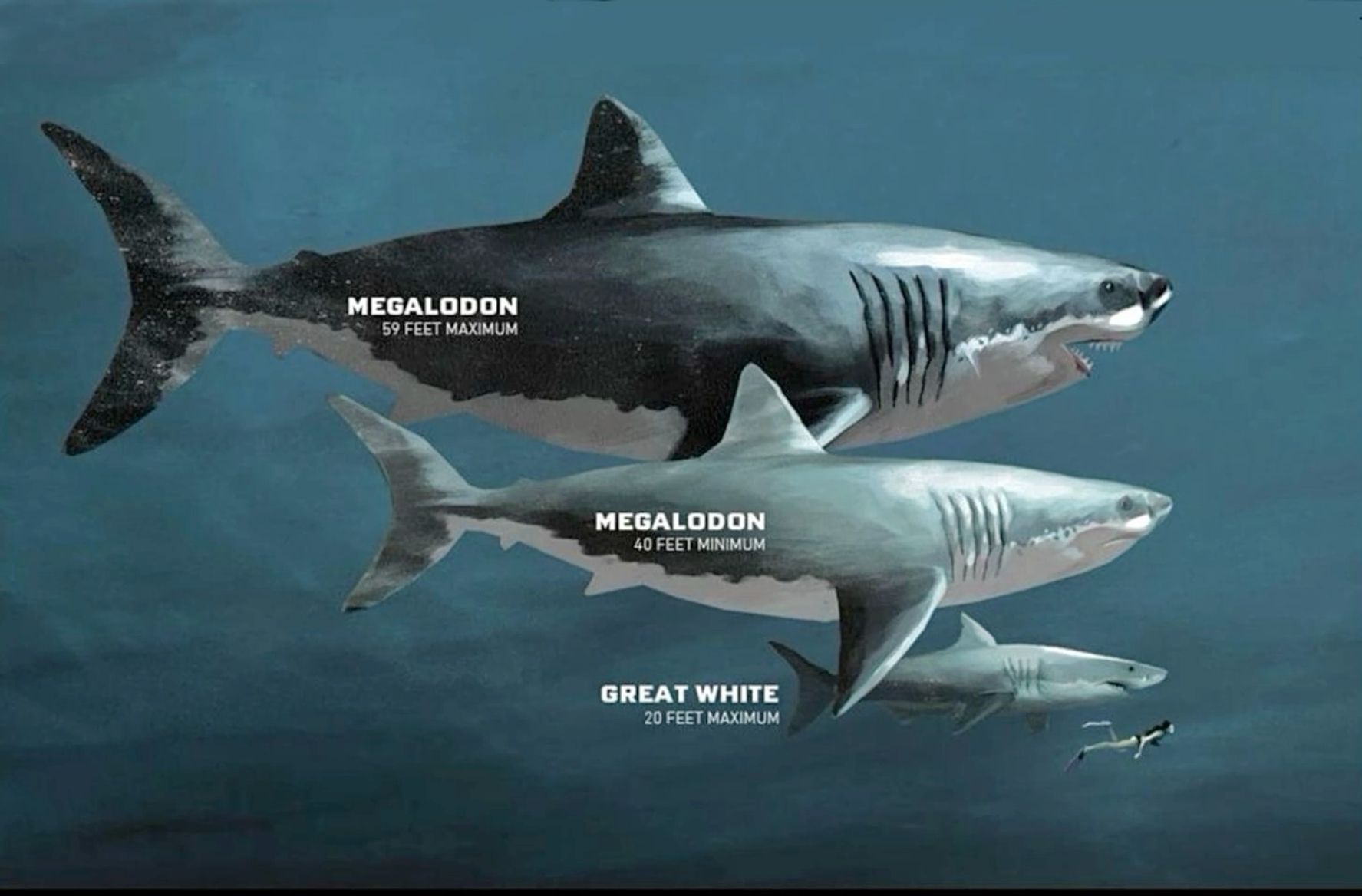 Megalodon vs Great White Shark Comparison