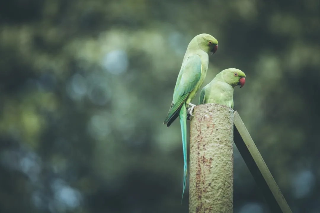 Can Parrots Understand Language? The Alex Research
