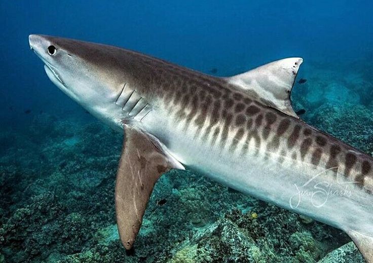 Why Tiger Sharks Eat Everything