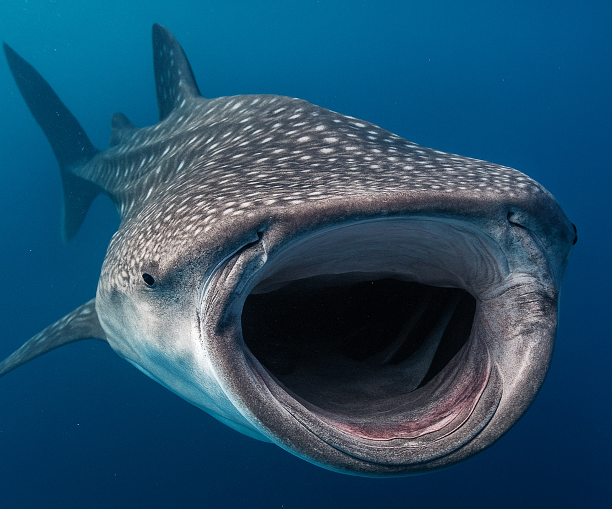 Whale Shark: How Big Is the Largest Fish on Earth?