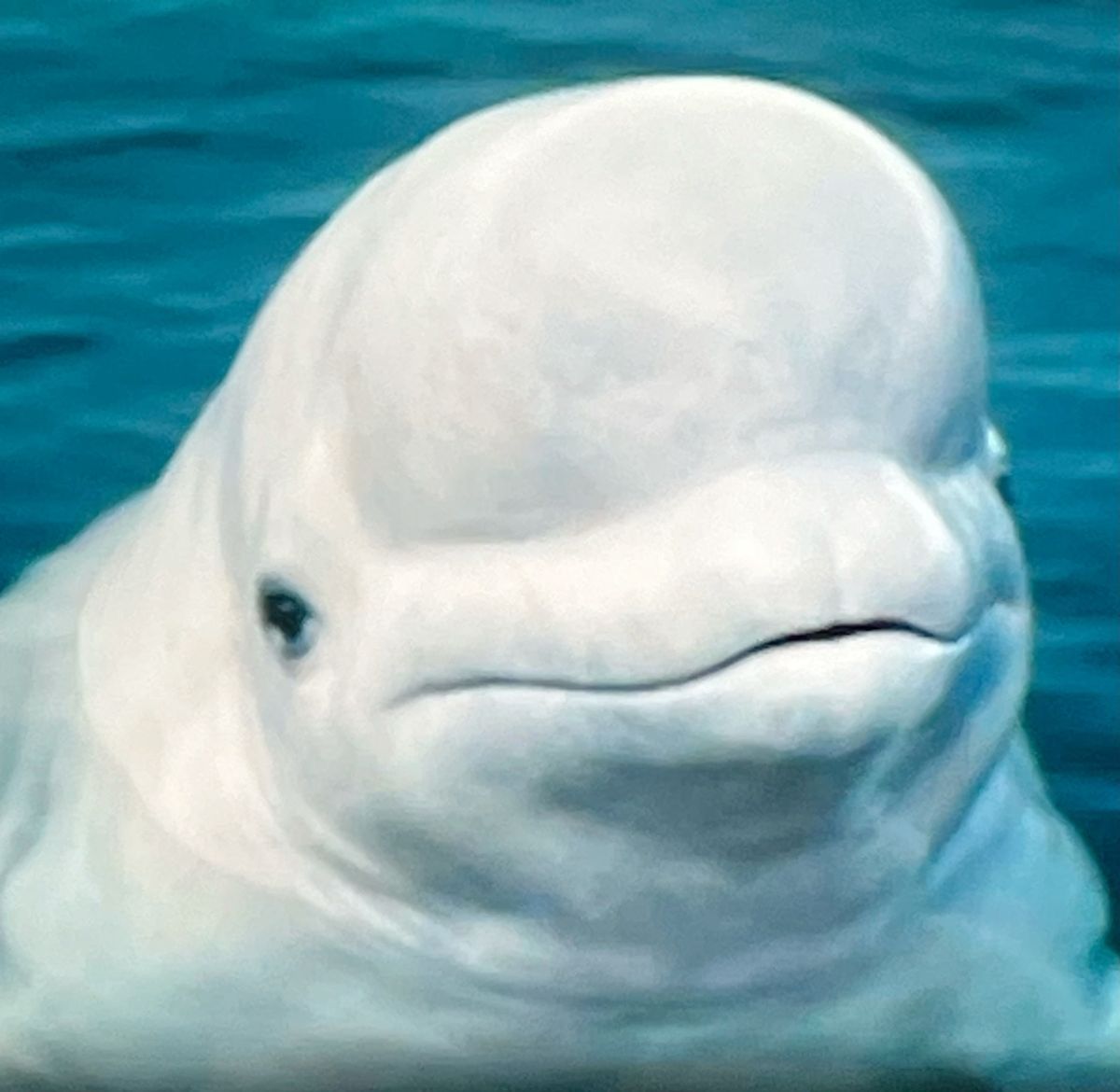 Why Belugas Are Called Sea Canaries