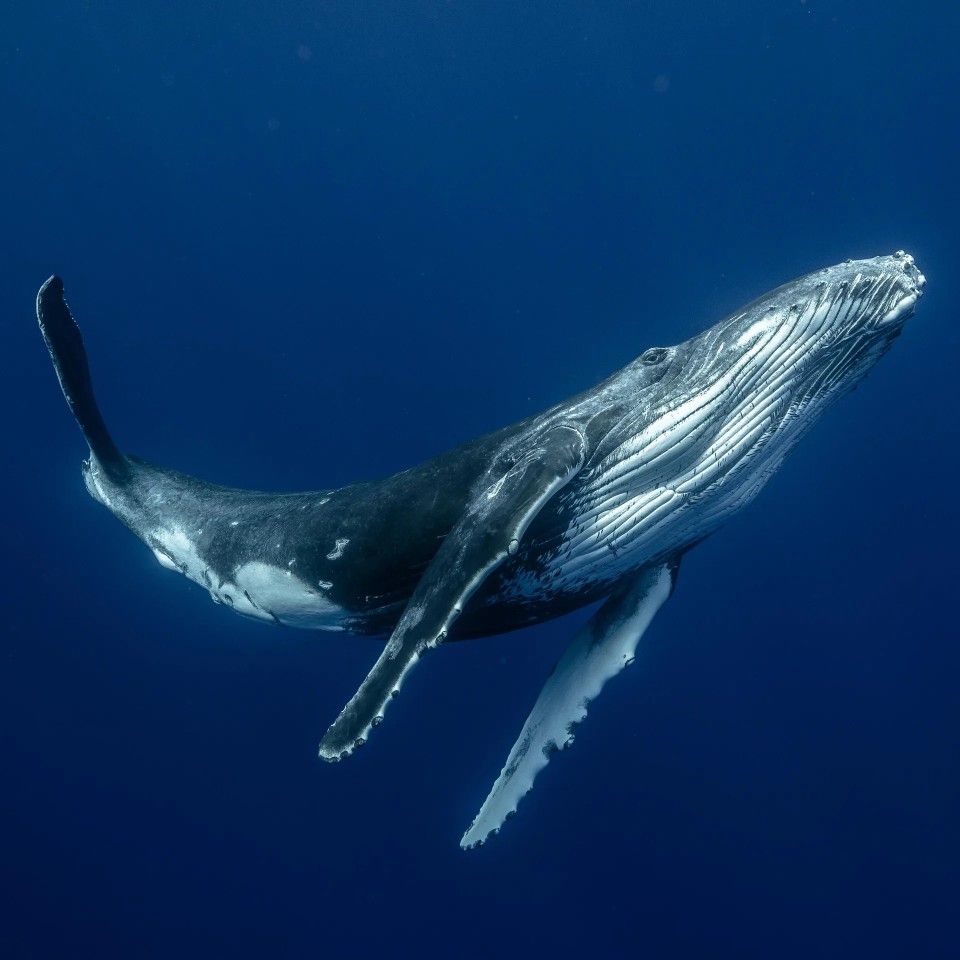 The Largest Animal That Ever Lived