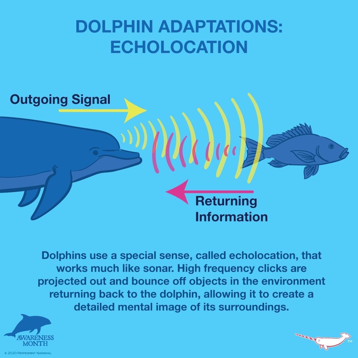 Bottlenose Dolphin Intelligence