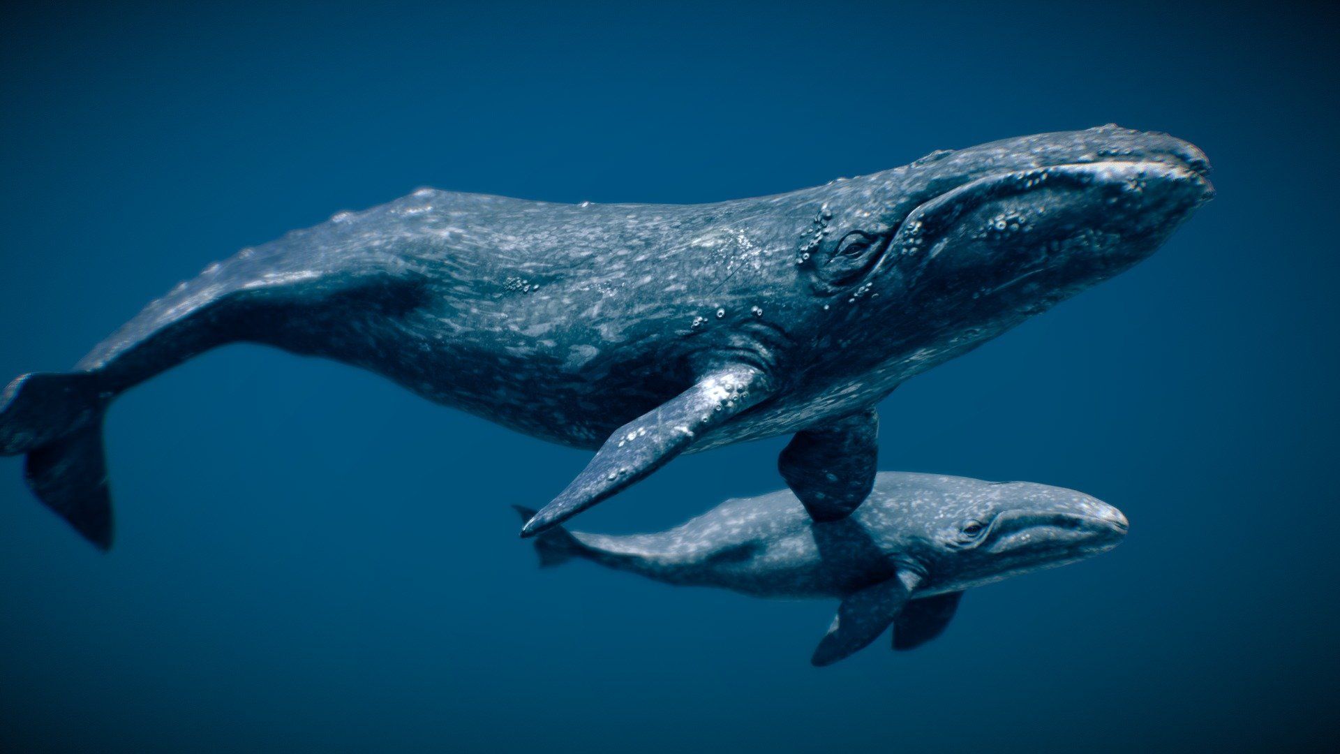 Gray Whale: The 22,000-Kilometer Annual Migration Champion