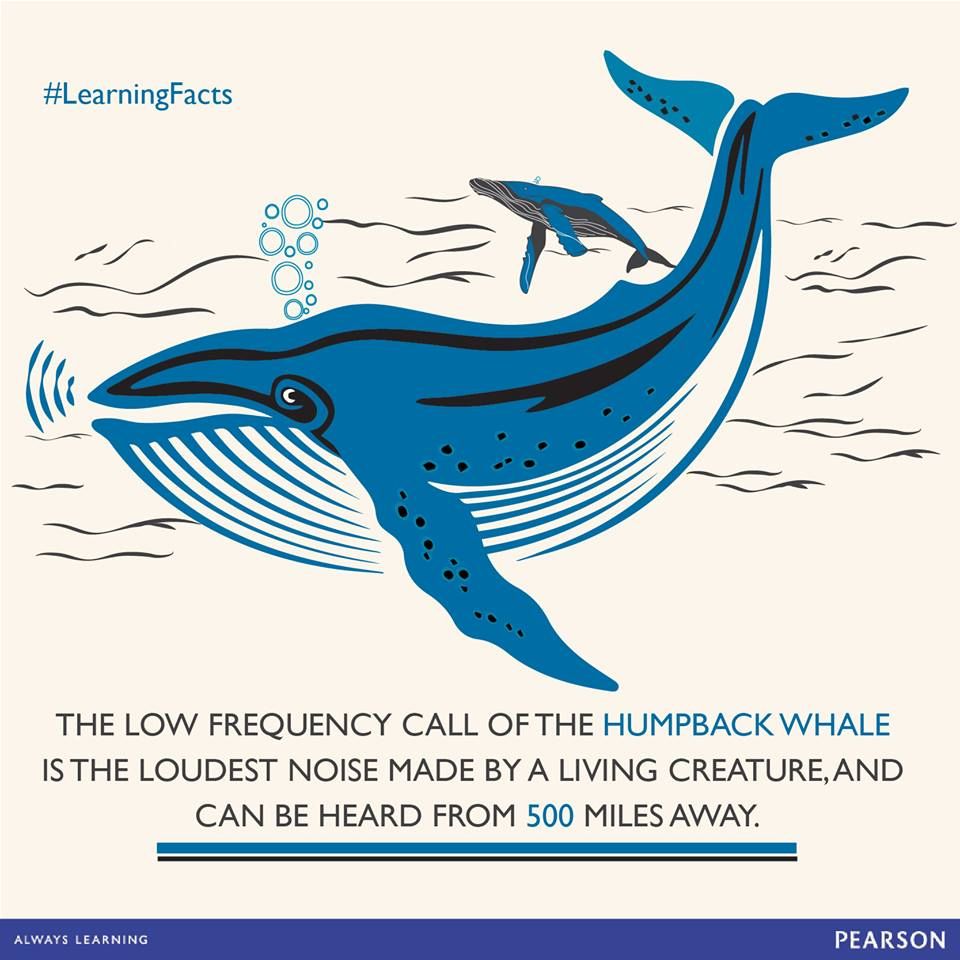 Humpback Whale Songs and Migration