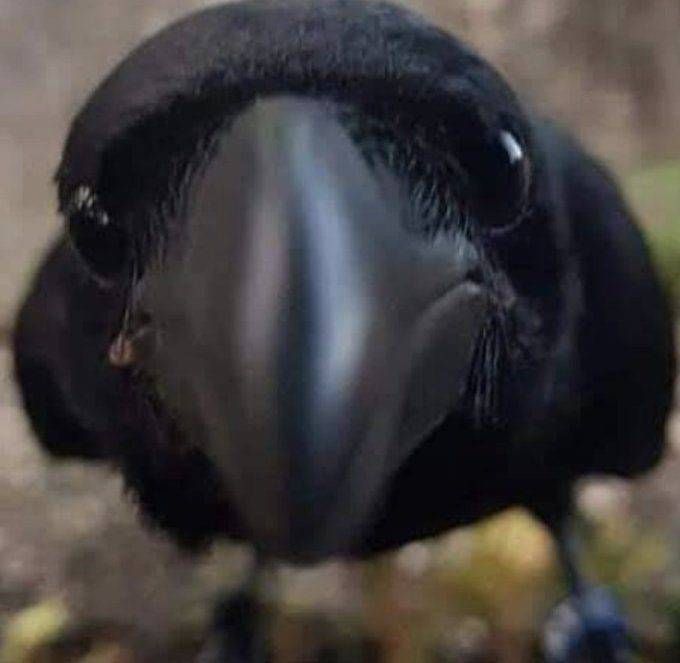 Corvids: The Most Intelligent Birds on Earth