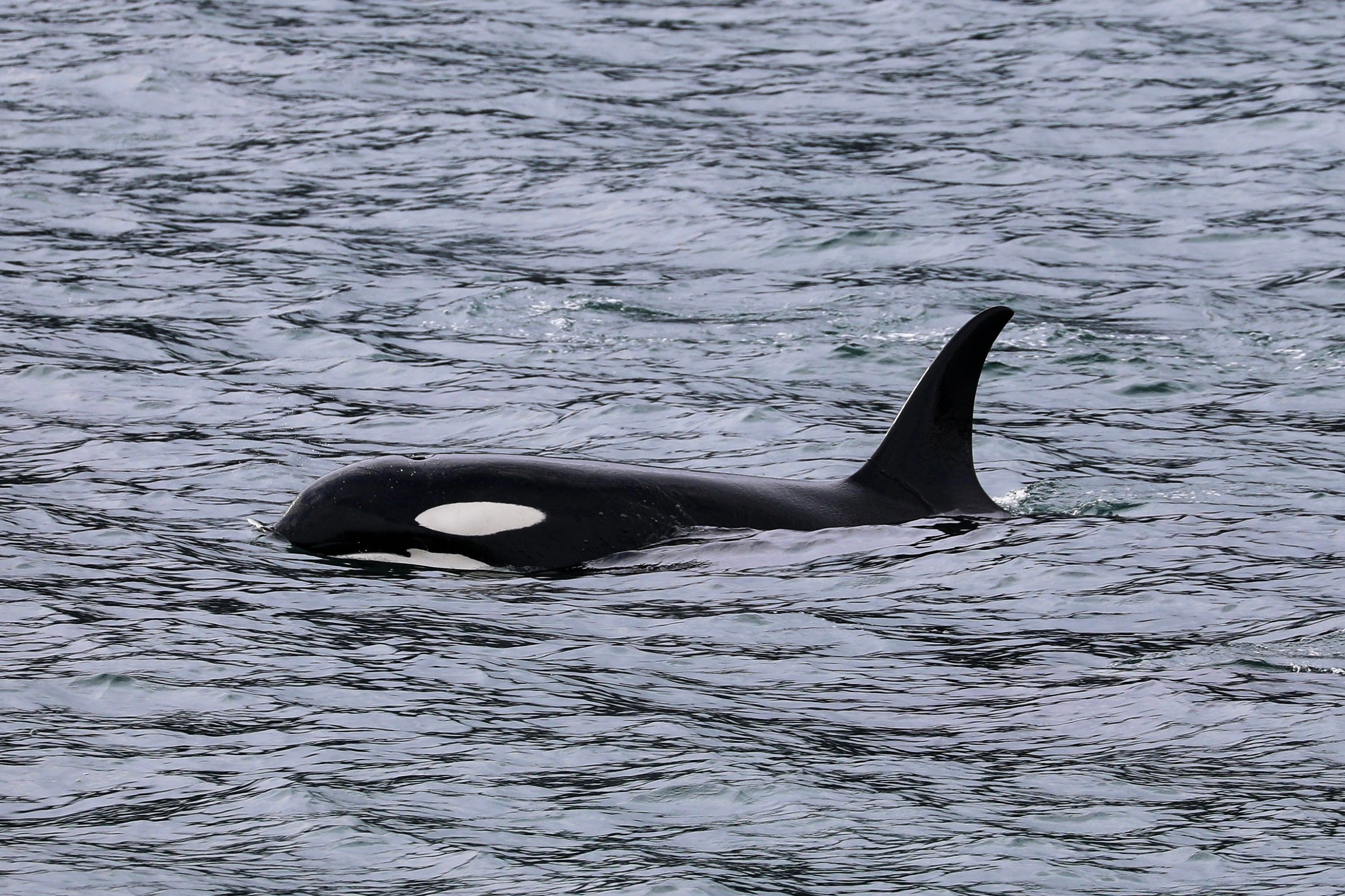 Orcas: Why Killer Whales Are the Ocean's Deadliest Predators