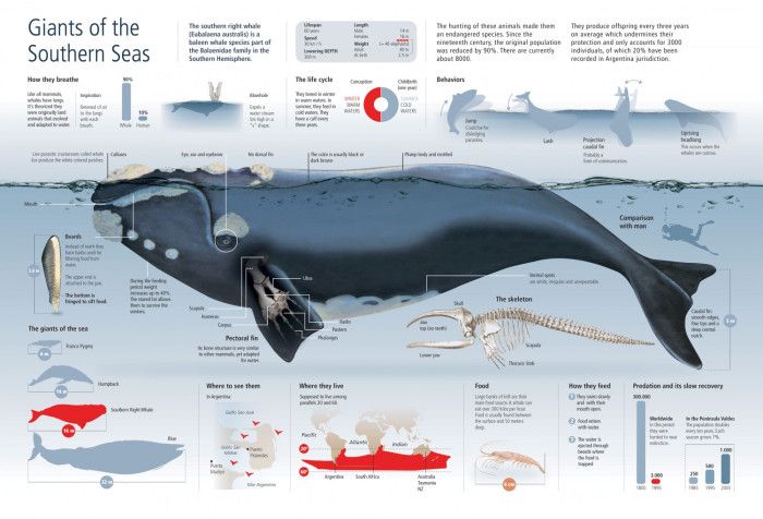 North Atlantic Right Whale Conservation