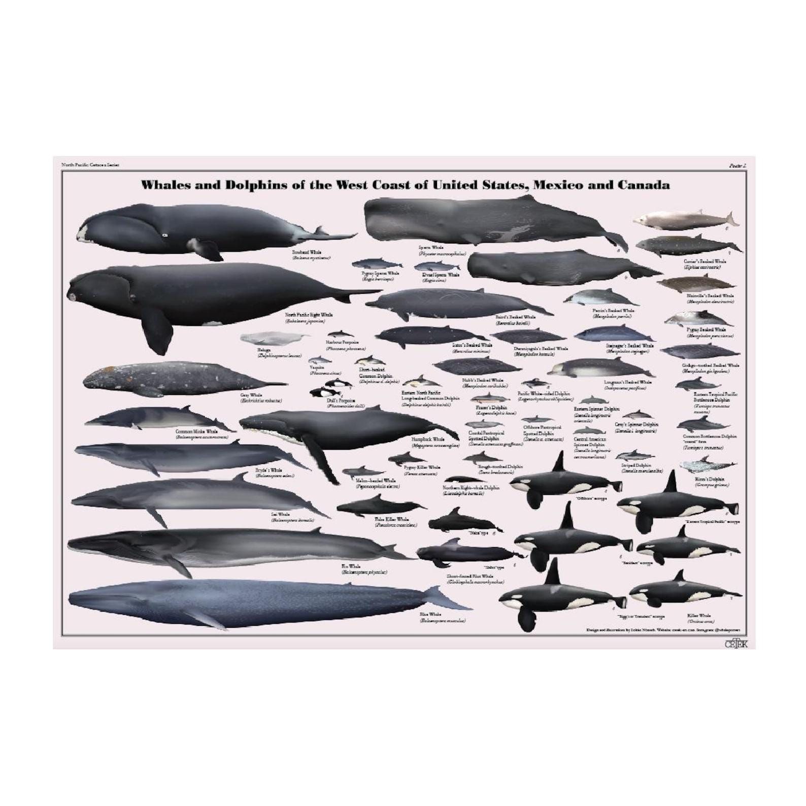 Whales and Dolphins: The Ocean's Giants