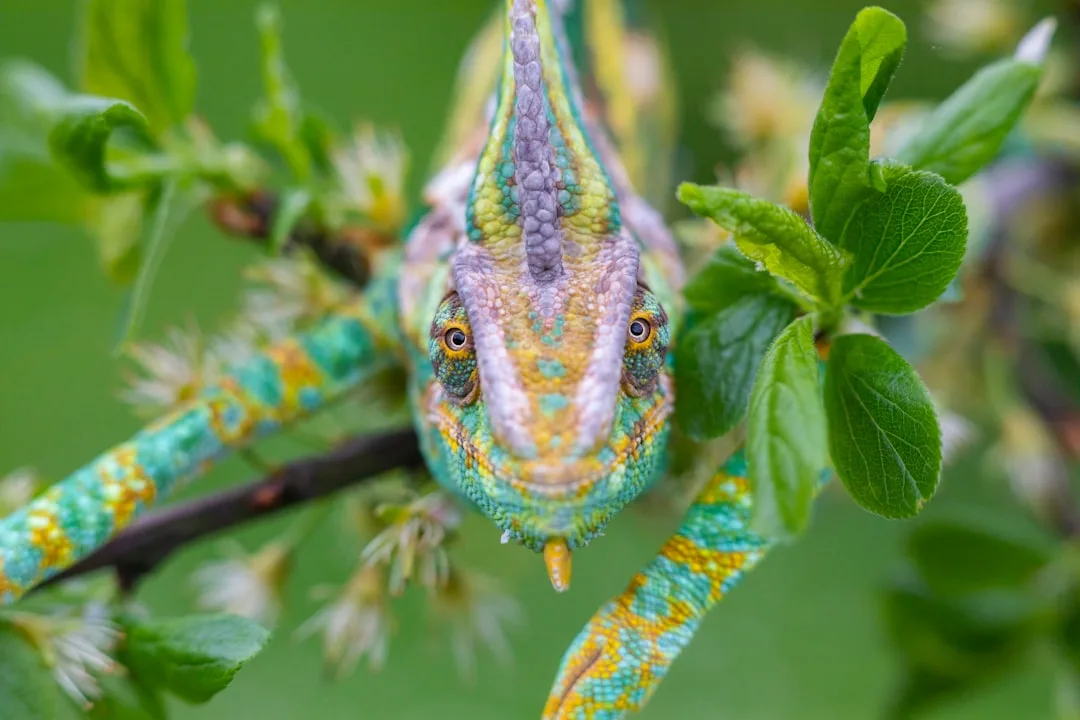 Chameleons: Science Behind Their Color Change