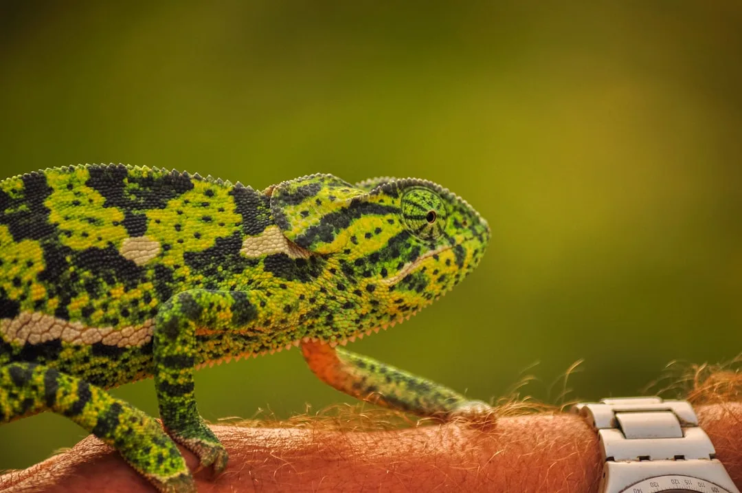 Chameleons and Color Change: The Science