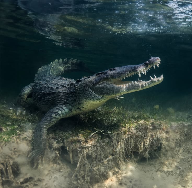 Crocodilians: Evolution and Species