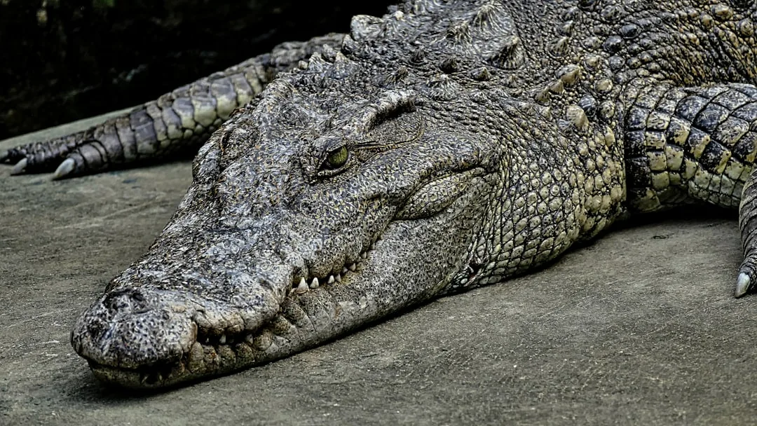 Nile Crocodile Attacks on Humans