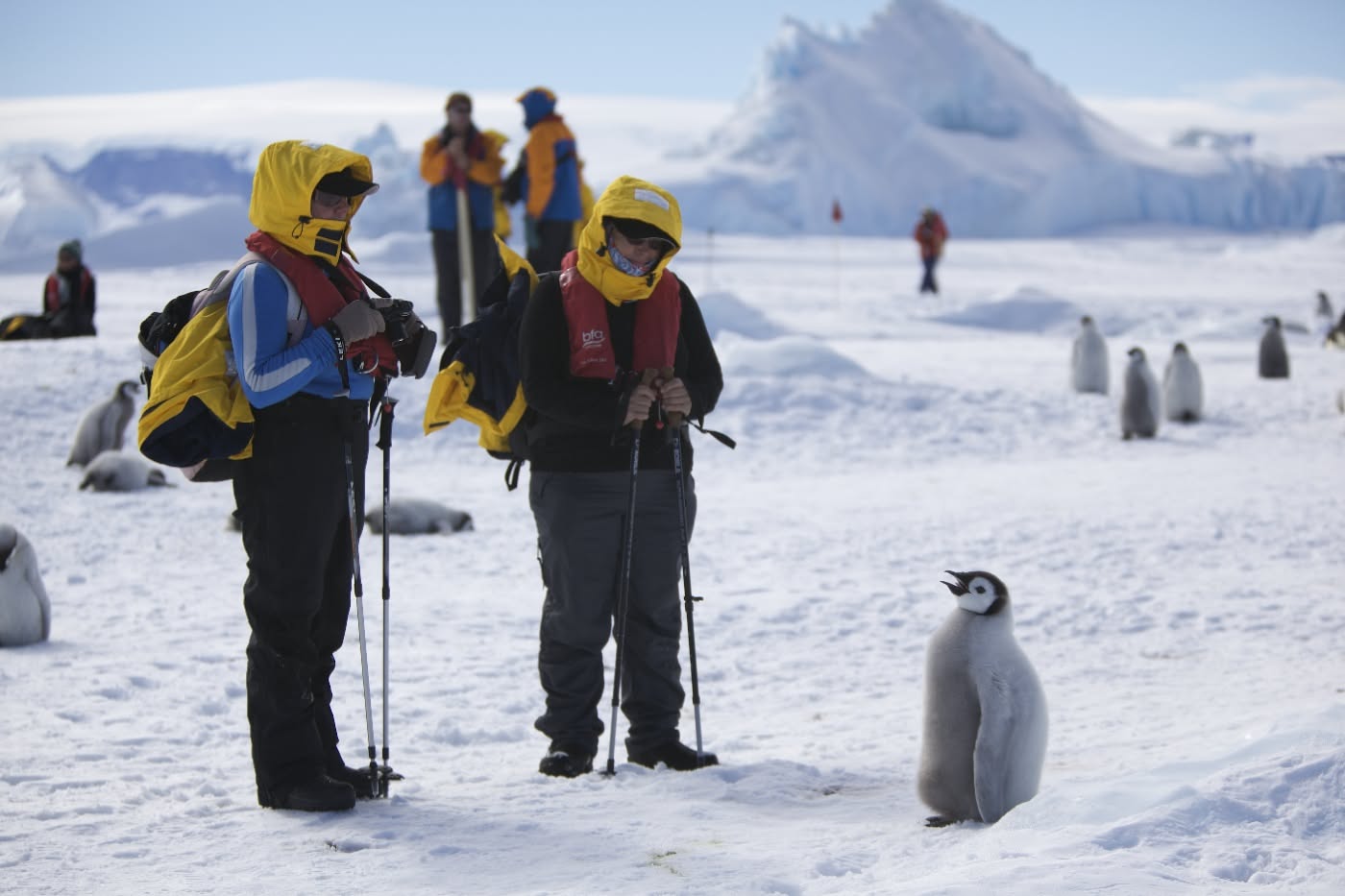 Emperor Penguins: How They Survive -70°C Antarctic Winters