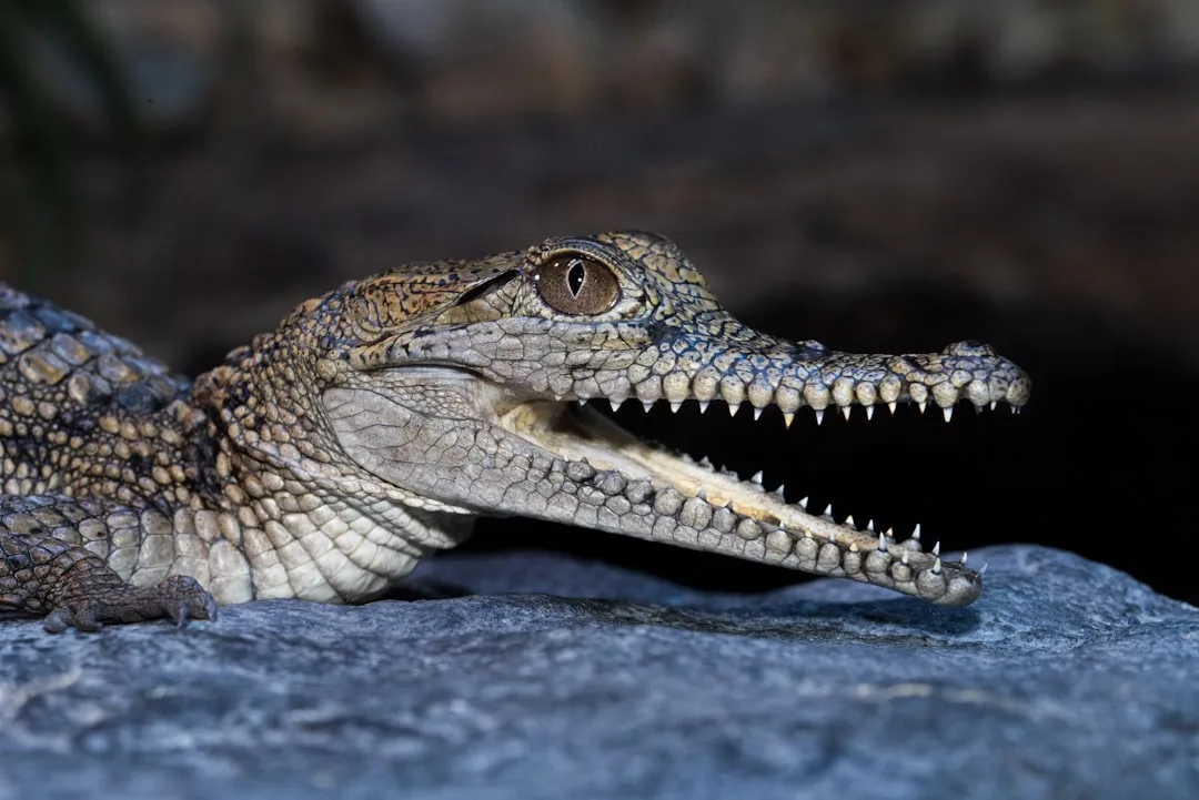 The Largest Living Reptile on Earth