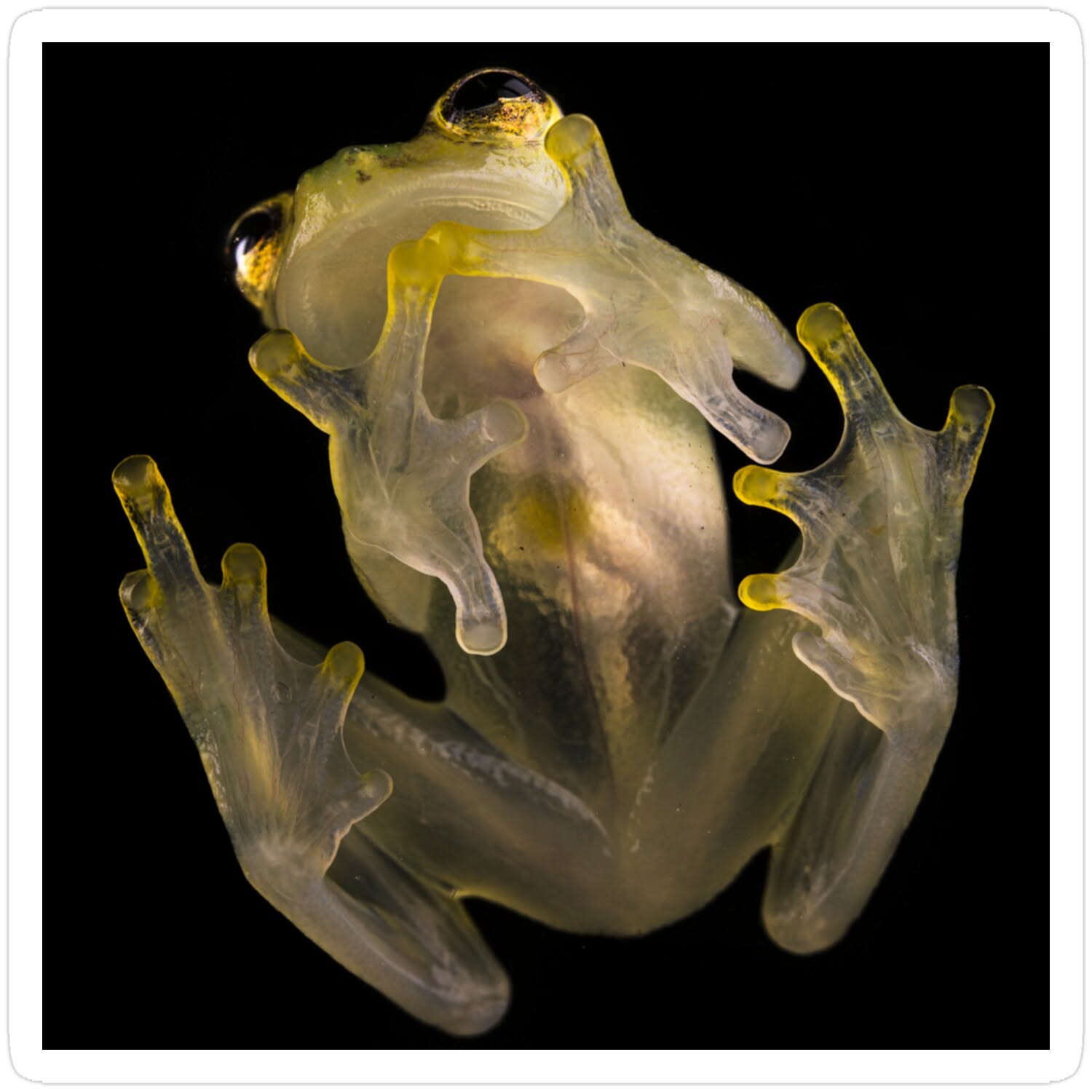 Glass Frogs: The Amphibians You Can See Right Through