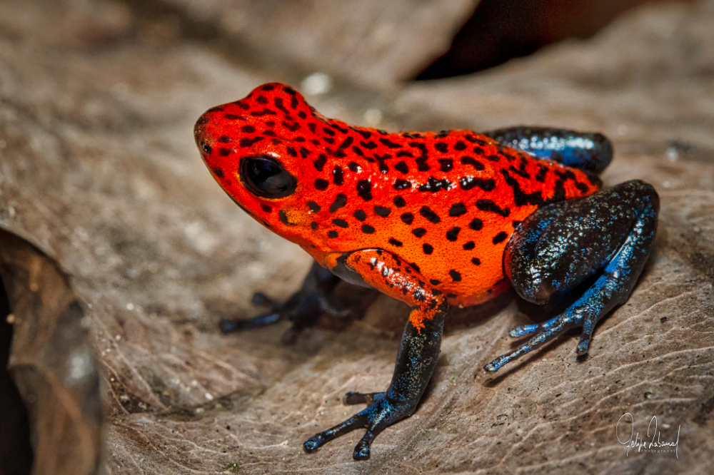Poison Dart Frogs: Deadliest Amphibians
