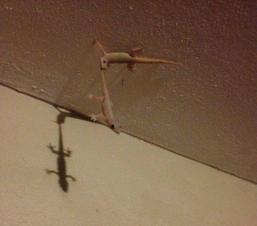 Geckos and Wall Climbing: The Science of Adhesion