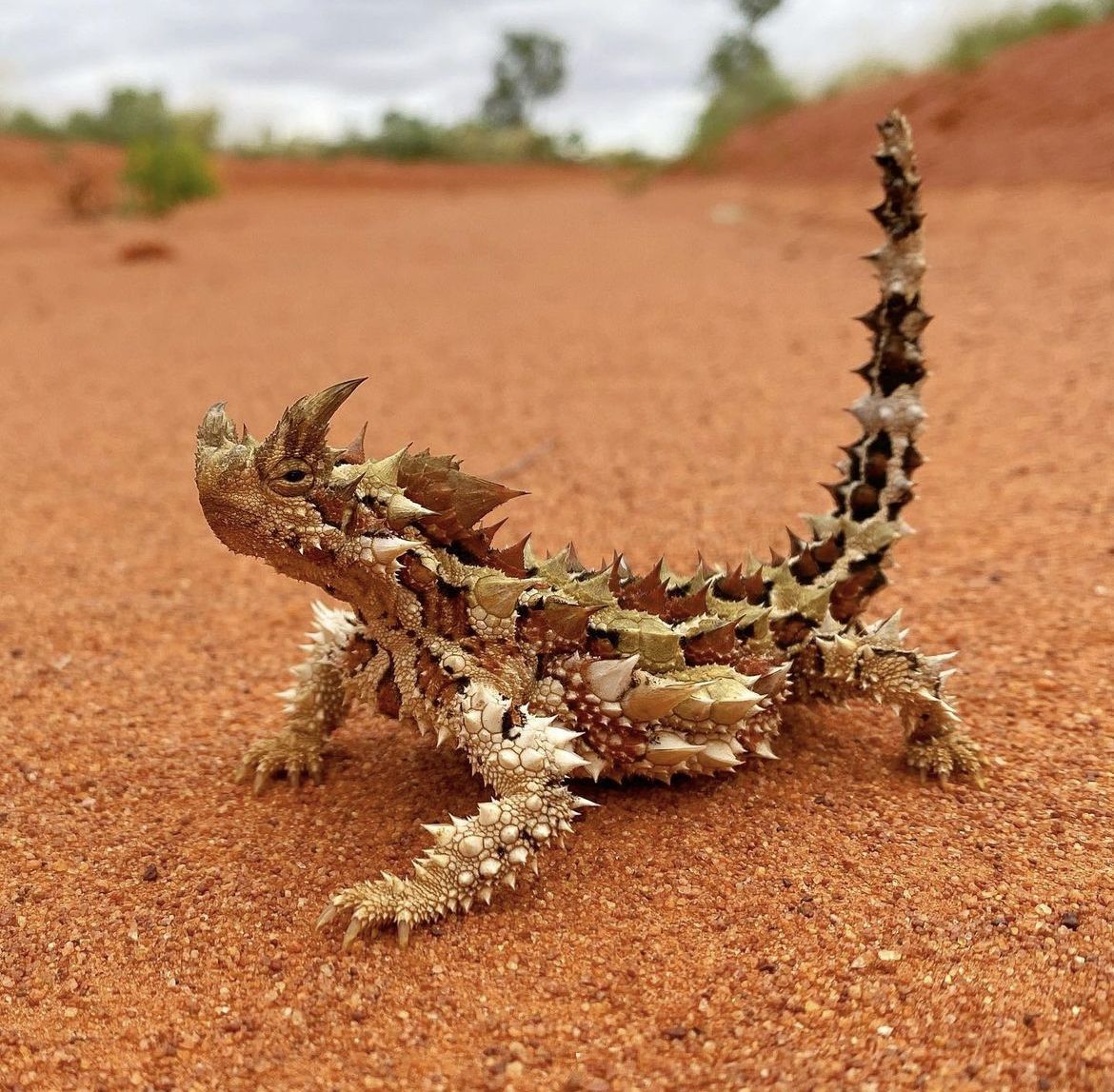 Lizards: Diversity and Survival Across 7,000 Species